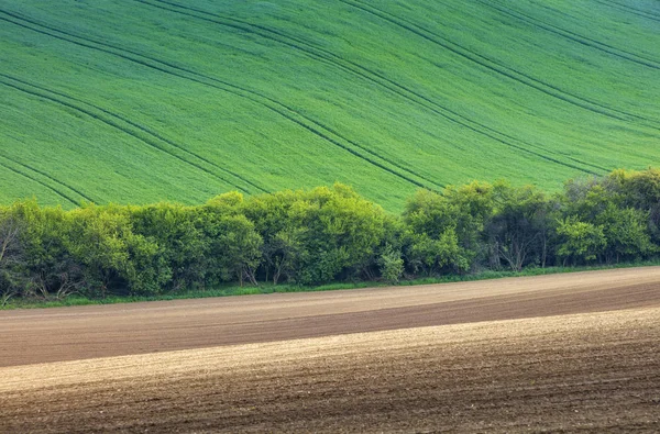 Abstrakcja Linie w polach wiosna — Zdjęcie stockowe