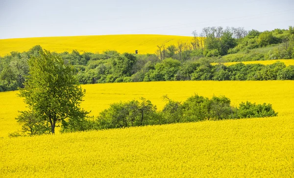 kolza tohumu alanına ağaçlar grove