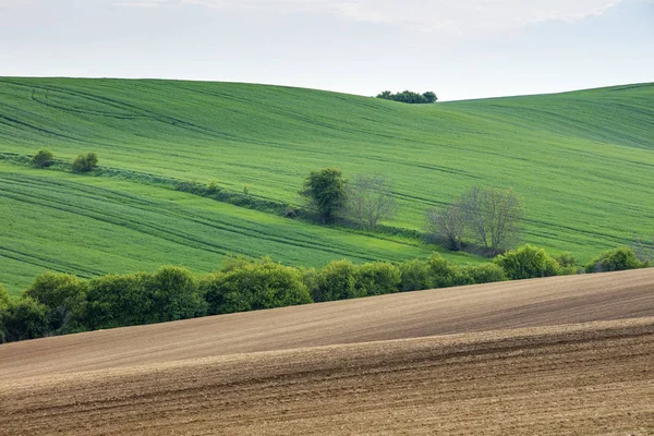 Campos de primavera en República Checa —  Fotos de Stock