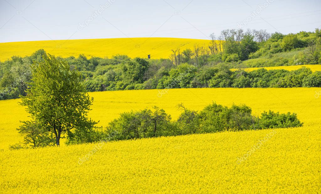 trees grove into rapeseed field