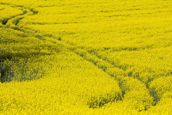 Abstraktní stopy od traktoru v žlutou řepkové pole — Stock fotografie