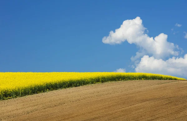 Ciel bleu avec nuage blanc au-dessus du champ de colza — Photo