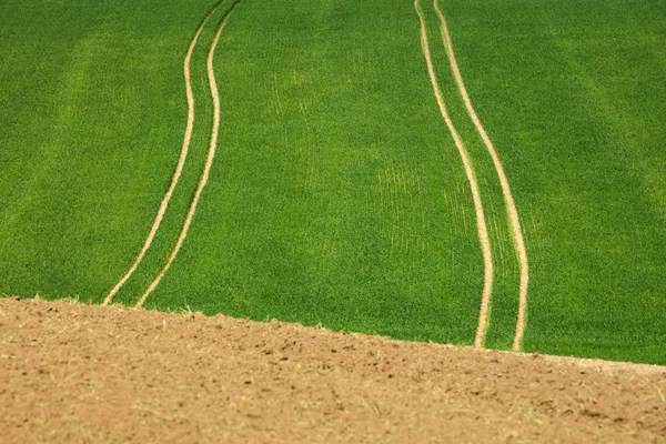 Abstrakcja Linie od ciągnika trasy w polu pszenicy zielony — Zdjęcie stockowe