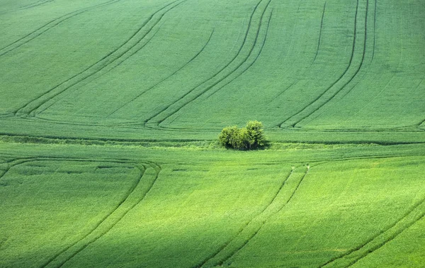 Kleine Bäume in der Mitte des grünen Weizenfeldes — Stockfoto