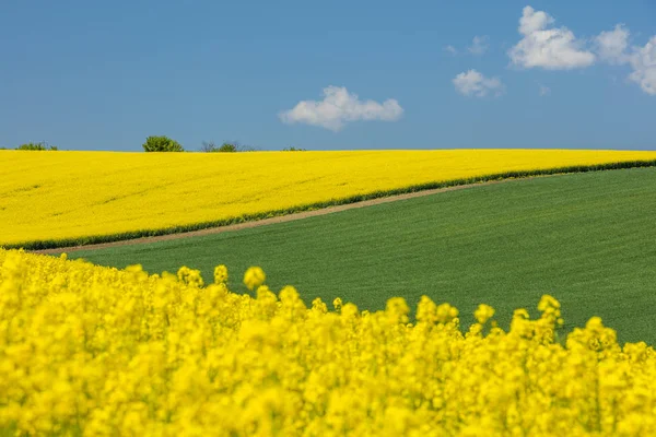 Закрыть вид на поле и ландшафт желтого рапса — стоковое фото
