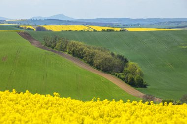 renkli alanlar arasında grup ağaçlar