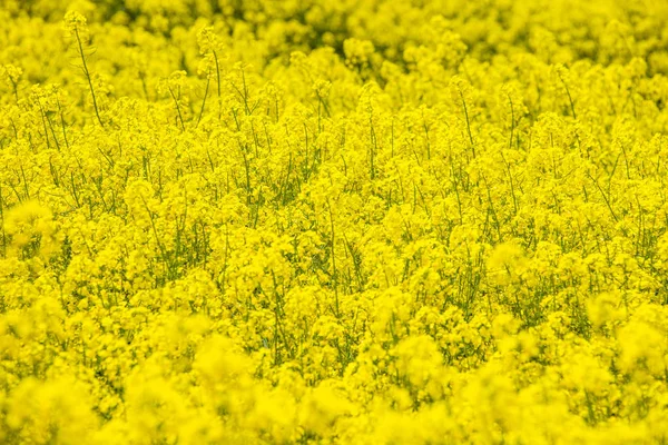 Spousta květin řepkového — Stock fotografie