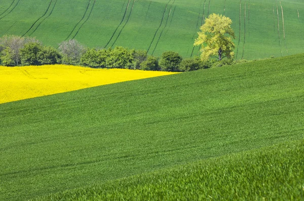 Verdes colinas y solo árbol con campo amarillo —  Fotos de Stock