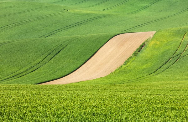 Línea marrón entre campos verdes — Foto de Stock