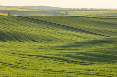 sıcak akşam ışık yeşil alan