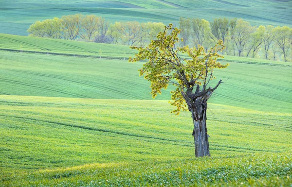 Лише маленьке дерево в зелених полях — стокове фото
