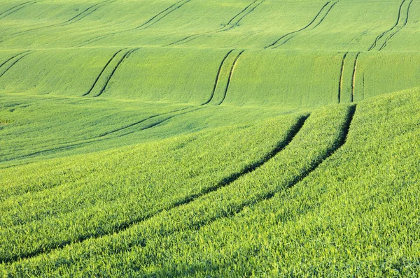 Senderos del tractor en campos verdes — Foto de Stock