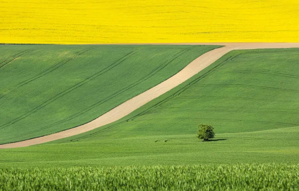 Imagen abstracta con campos de colores en la República Checa —  Fotos de Stock