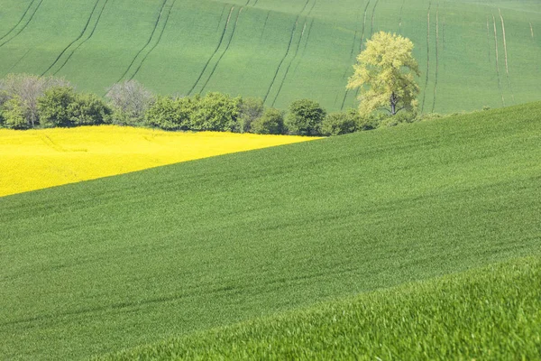 Großer einsamer Baum in grünen und gelben Feldern — Stockfoto