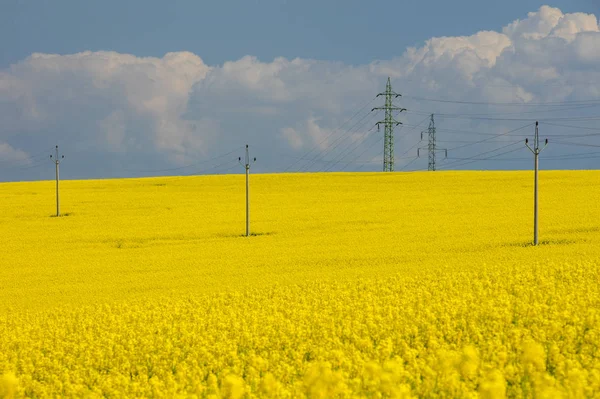 Електричні ряди в ріпаковому полі під хмарним небом — стокове фото