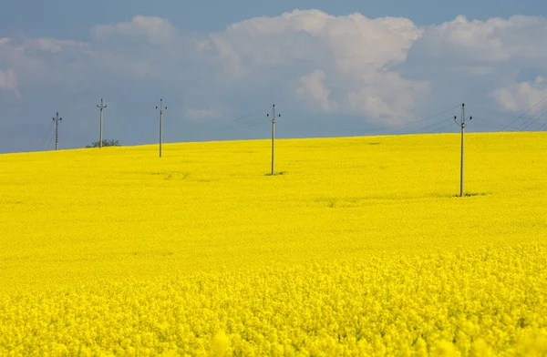 Rangées électriques dans le champ jaune — Photo