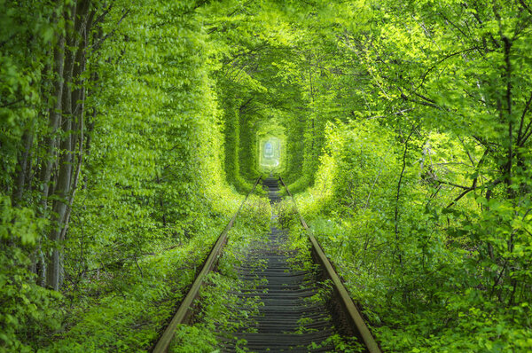 spring forest around rail way tunnel