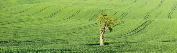 Allein Apfelbaum im Panorama der grünen Wiese — Stockfoto