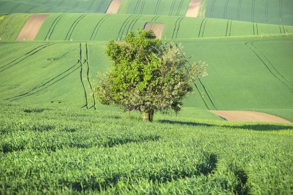 Grüne Wellen von Feldern und großer Baum — Stockfoto