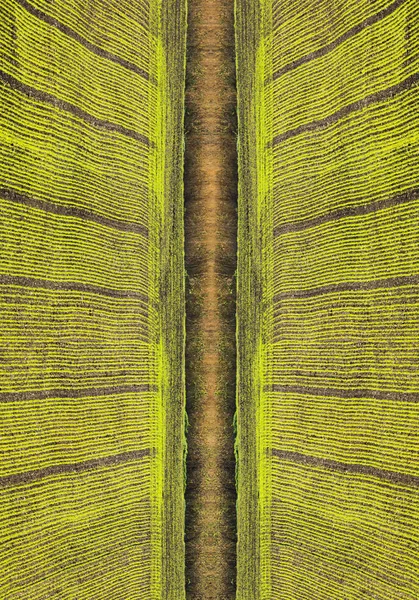 Draw of green fields — Stock Photo, Image