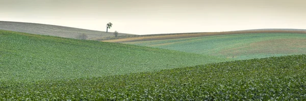 Panorama con campos de niebla y un solo árbol — Foto de Stock