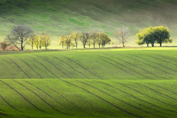Vågor av fält och träd — Stockfoto