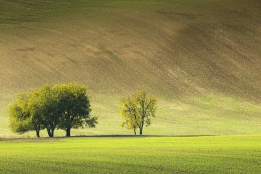 ağaçların altındaki büyük dalga Hill alanında küçük grup