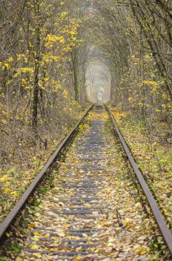 sonbahar ve tren yolu