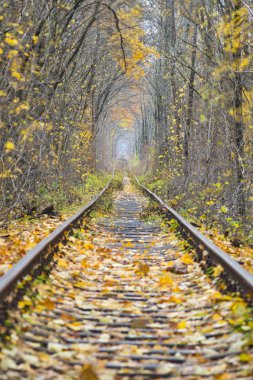uzun tren yolu ormandaki