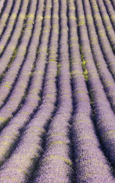 Фиолетовый ковер из лаванды во Франции — стоковое фото