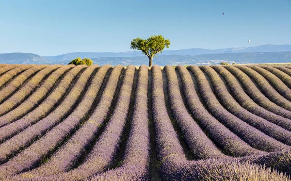 Rows of lavender and single tree on horizon — Stock Photo, Image