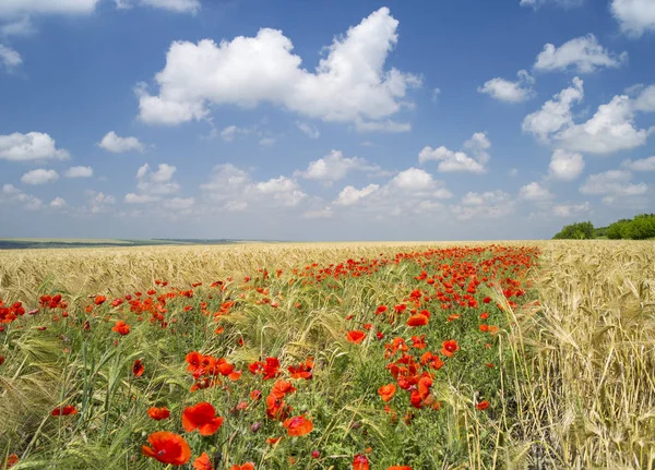 Красный мак в летний день в центре пшеничного поля — стоковое фото