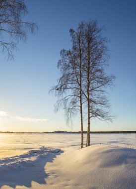 gün batımı ışıklar ve gölgeler yalnız ağaç ile kış manzara