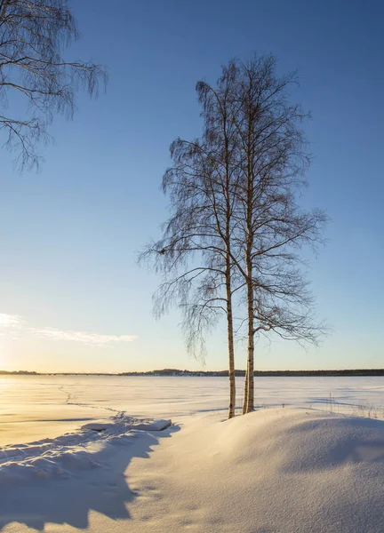 Luci del tramonto e ombre nel paesaggio invernale con albero solo — Foto Stock