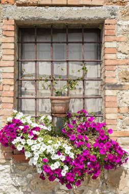 çiçekler önce pencere