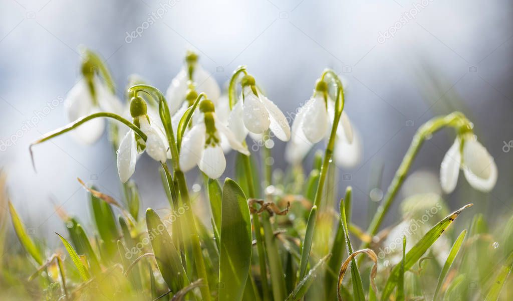 sunshining day with meadow of snowdrops