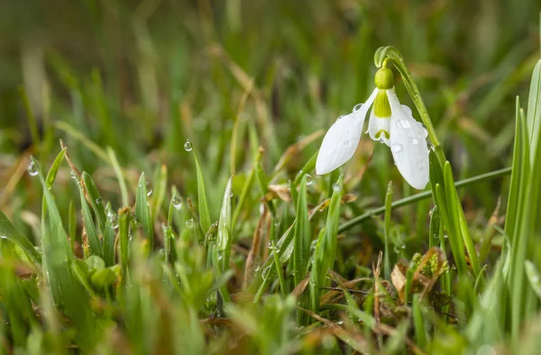 Sozinho snowdrop e gotas de orvalho no prado — Fotografia de Stock