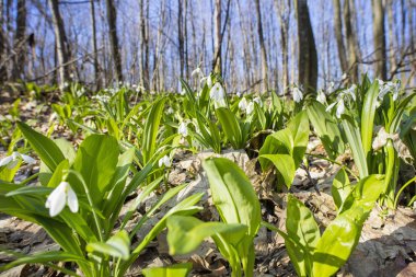 ormandaki yeşil kardelen