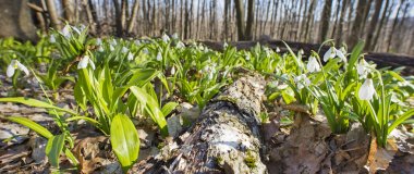 eski ahşap ve kardelen