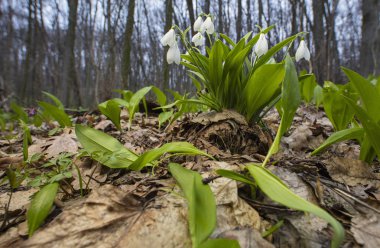 kardelen ve etrafında eski yaprakları