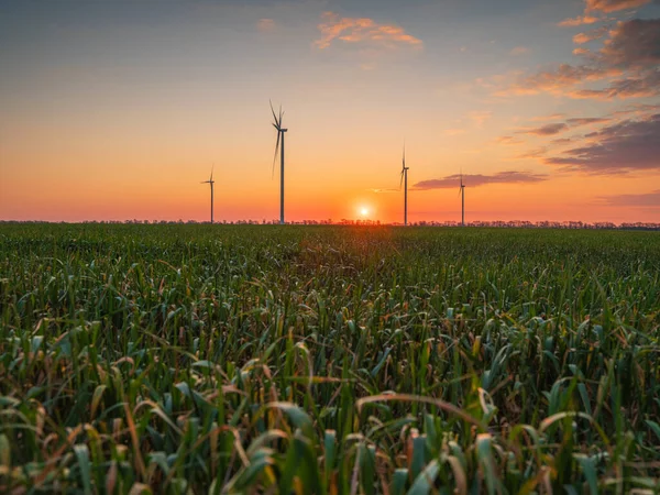 空の下の緑の小麦畑に夕日と風力発電機のグループ — ストック写真