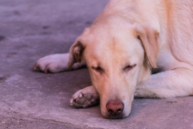Tay Beyaz köpek uyku sokak