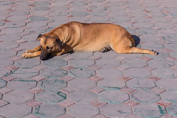 Thaise zwerfhond — Stockfoto