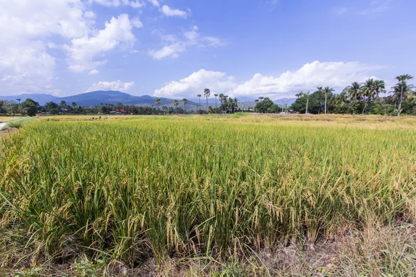 Χρυσό χωράφι με ρύζι στην Ταϊλάνδη — Φωτογραφία Αρχείου