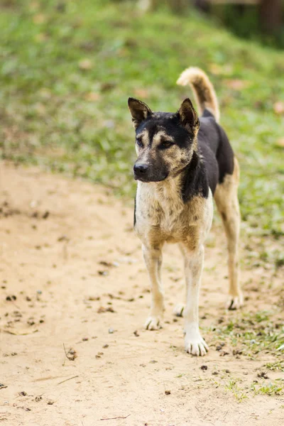 Taylandlı sokak köpeği — Stok fotoğraf