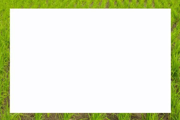 Foto frame formulier groene rijstvelden, object — Stockfoto