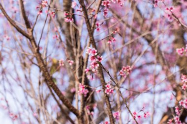 vahşi Himalaya kiraz çiçek