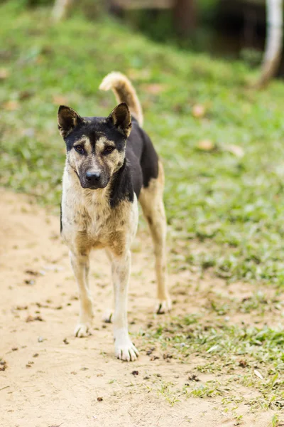 Tay sokak köpeği çim — Stok fotoğraf