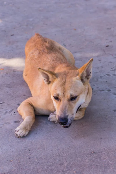 Thaise zwerfhond, huisdier — Stockfoto