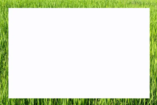 Foto frame formulier groene rijstvelden — Stockfoto